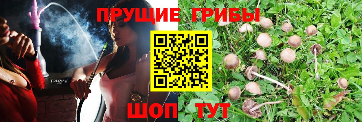 Псилоцибиновые грибы мицелий  Вход с VPN  Волжск  Псилоцибиновые грибы прущие грибы 